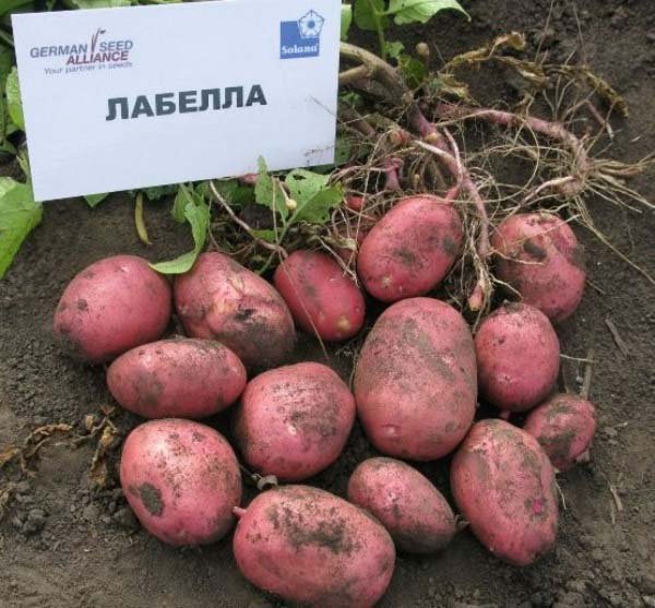 Топ 16 кращих ранніх сортів картоплі: їх опису, характеристики і фото