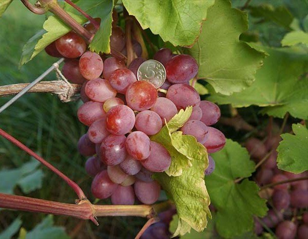 Топ 30 кращих ранніх сортів винограду: їх опису, характеристики і фото