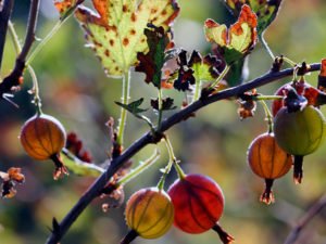 Догляд за агрусом восени і його підготовка до зими: підживлення, обробка, обрізка і укриття