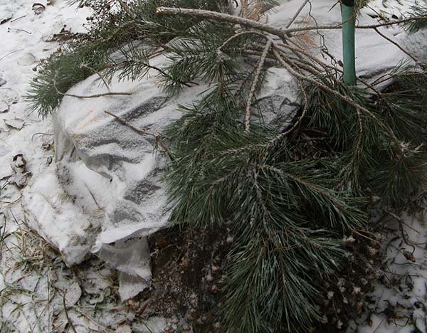 Укриття клематисів на зиму: коли і як правильно утеплювати квітучі ліани