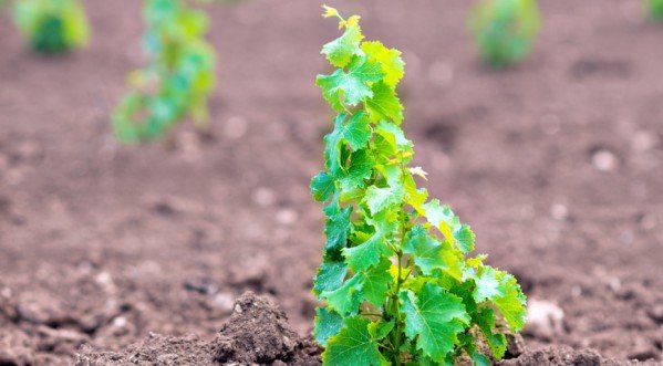Вирощування винограду з кісточки: посів насіння в домашніх умовах