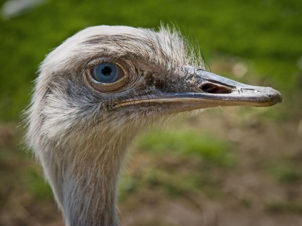 Американський страус нанду: опис виду, розведення
