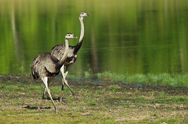 Американський страус нанду: опис виду, розведення