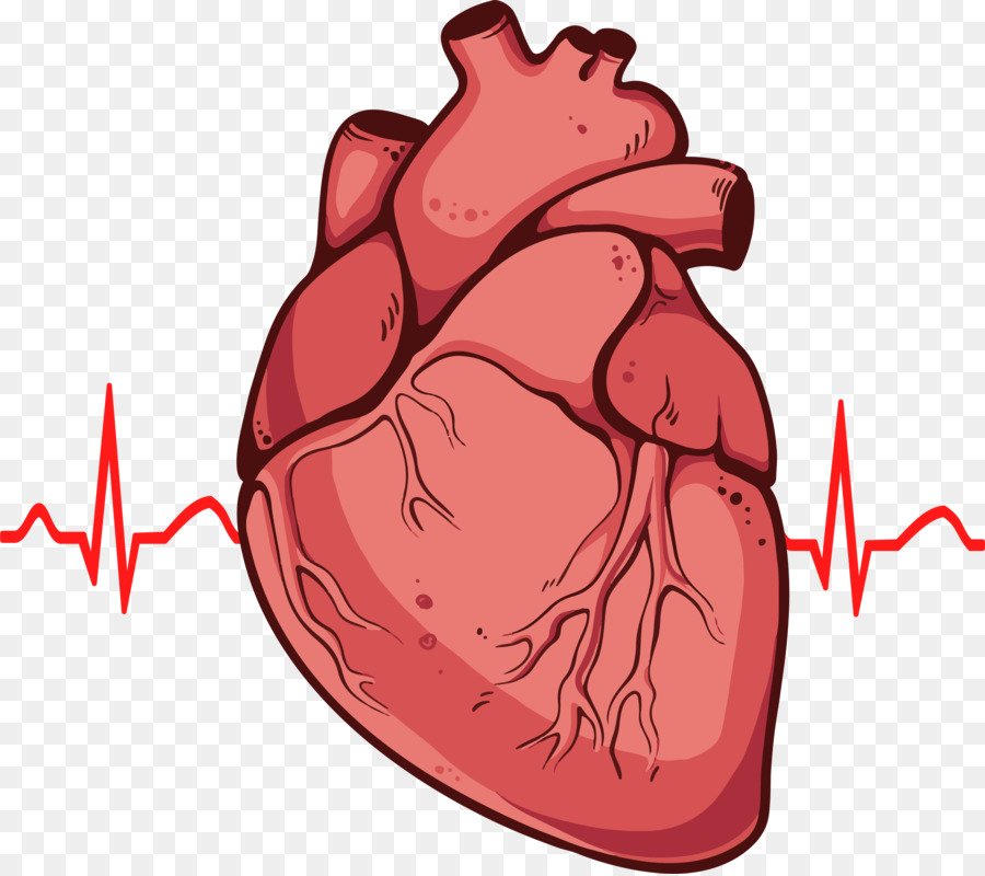 Частота серцевих скорочень – норма у дорослих і дітей