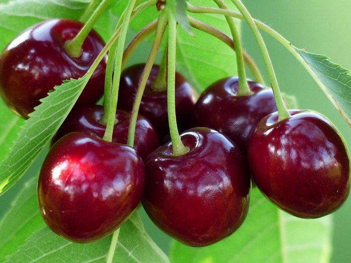 Черешня — що це насправді, ягода або фрукт?