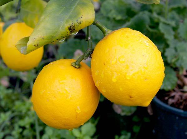 Що таке лимон — овоч або фрукт або ягода