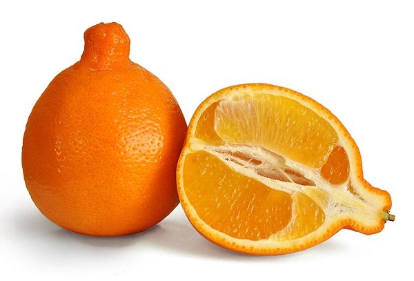 Цитрусовий гібрид мандарина і апельсина — сорти