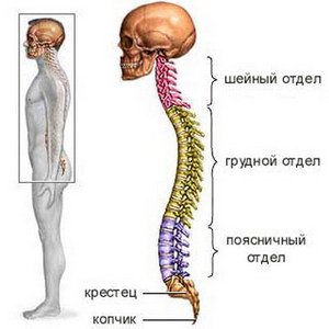 Ефективна зарядка для зміцнення мязів спини і хребта