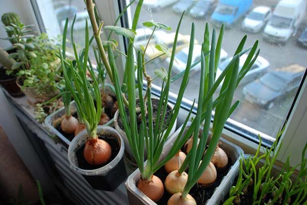 Як і яку зелень можна вирощувати вдома на підвіконні цілий рік (взимку): поради для початківців