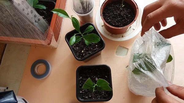 Як правильно вирощувати кумкват в домашніх умовах