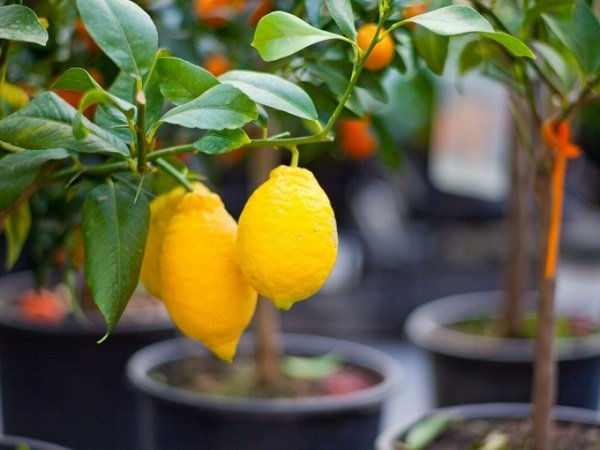 Як доглядати за кімнатним лимоном в домашніх умовах