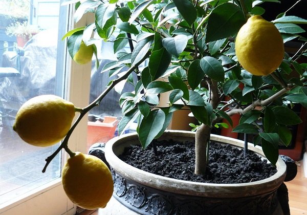 Як доглядати за лимоном павлівської породи в домашніх умовах