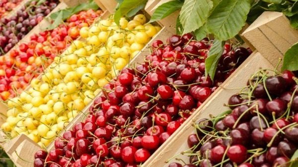 Які ягоди корисніше для організму — вишня або черешня
