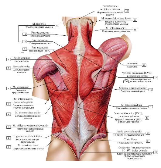 Комплекс вправ для розвитку мязів спини і хребта
