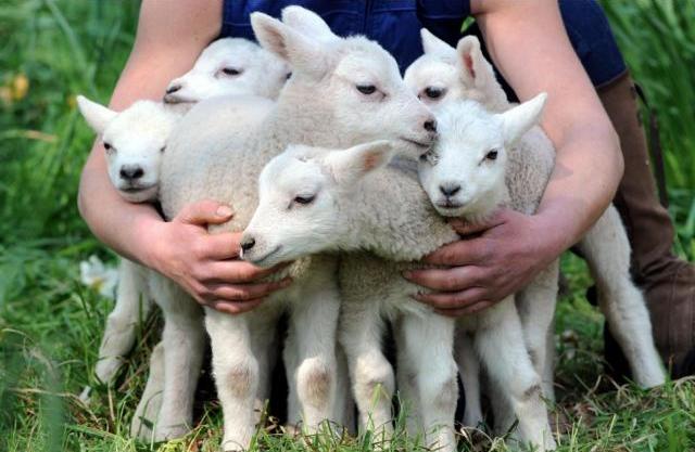 Годівниця для овець робимо годівницю своїми руками