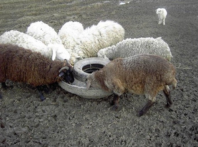 Годівниця для овець робимо годівницю своїми руками