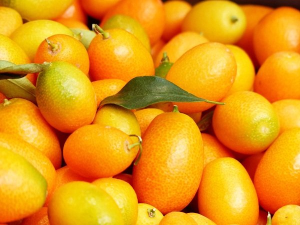 Кумкват сушений — користь і шкода від фрукта