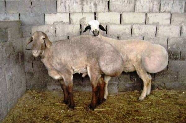 Курдючне вівці розведення та поради по утриманню