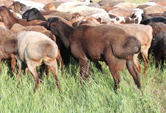 Курдючне вівці розведення та поради по утриманню