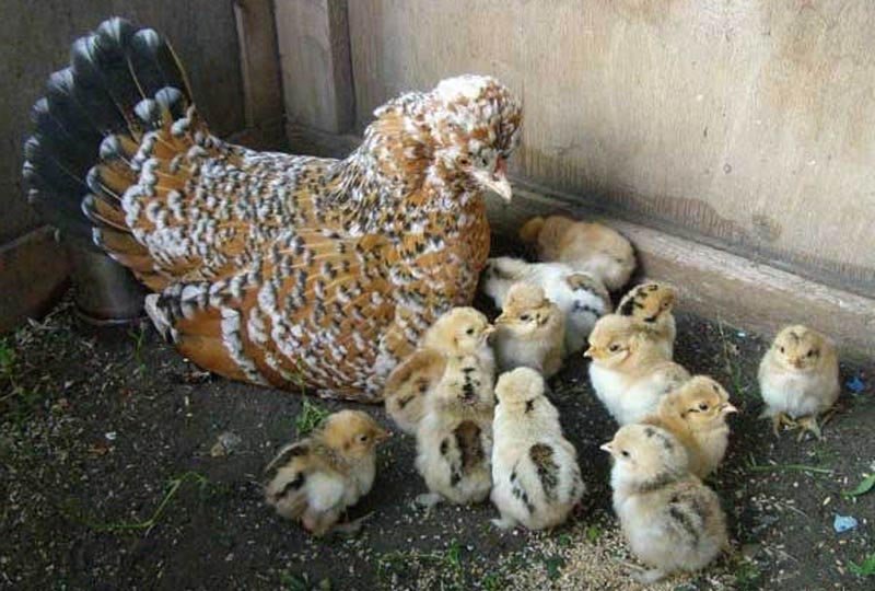 Фото цыплят разных пород кур