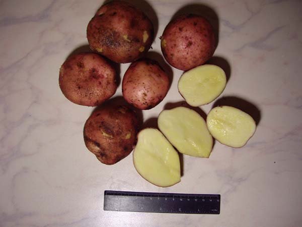 Найкращі сорти картоплі: топ 36 самих смачних і врожайних їх опису, характеристики і фото