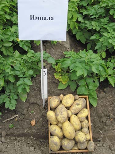 Найкращі сорти картоплі: топ 36 самих смачних і врожайних їх опису, характеристики і фото