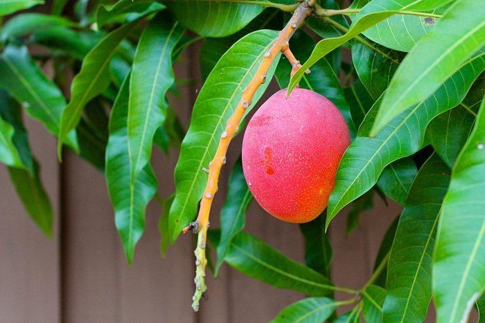 Чи можна виростити манго з кісточки в домашніх умовах