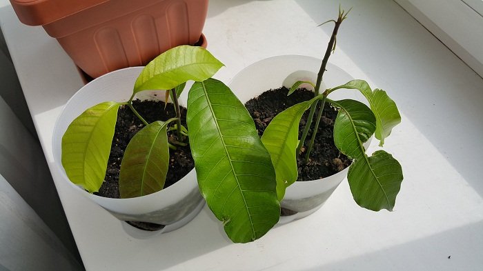 Чи можна виростити манго з кісточки в домашніх умовах