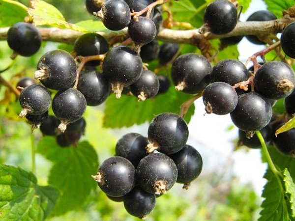 Опис кращих сортів чорної смородини