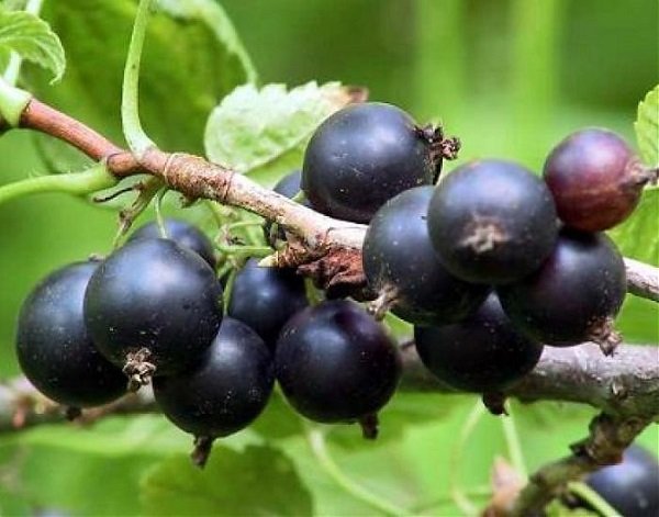 Опис кращих сортів чорної смородини