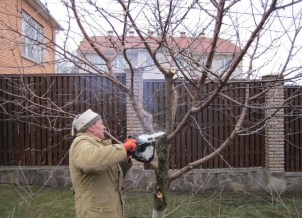 Осіння обрізка абрикоса – як обрізати молоде і старе дерево