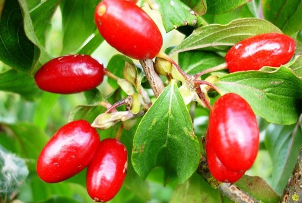Корисні властивості для організму ягоди кизилу
