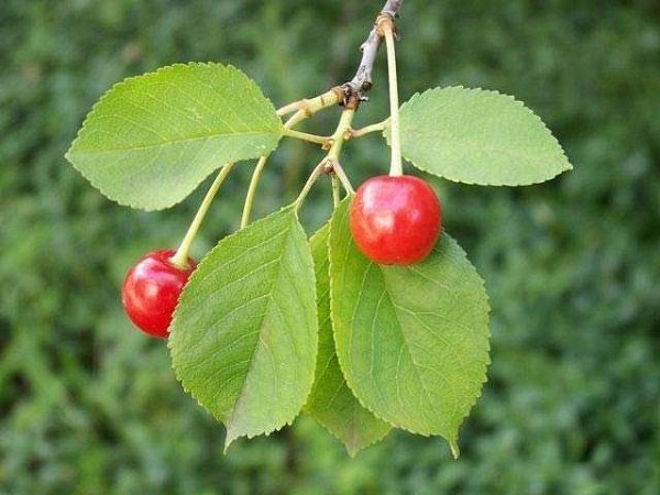 Корисні властивості листя вишні та їх протипоказання