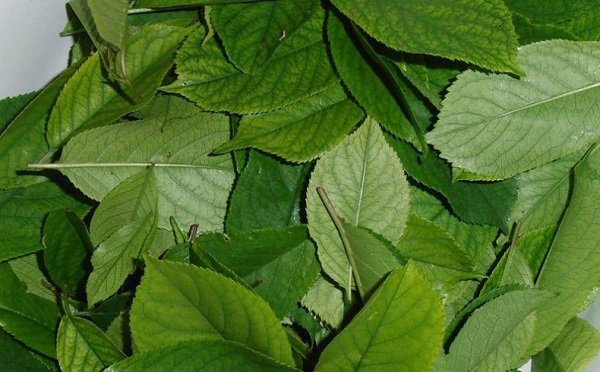 Корисні властивості листя вишні та їх протипоказання