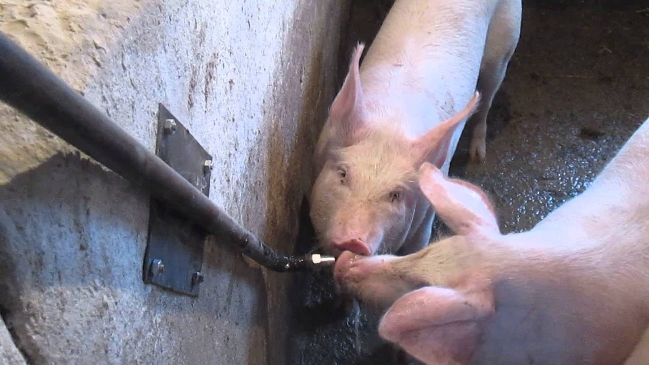 Хлів для свиней: як вишикувати своїми руками