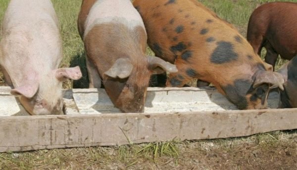 Скільки комбікорму зїдає свиня в день: норма для набору маси