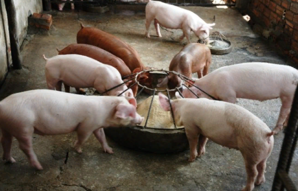 Скільки комбікорму зїдає свиня в день: норма для набору маси