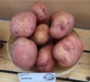 Сорти білого картоплі (з білою мякоттю): опису, характеристики і фото