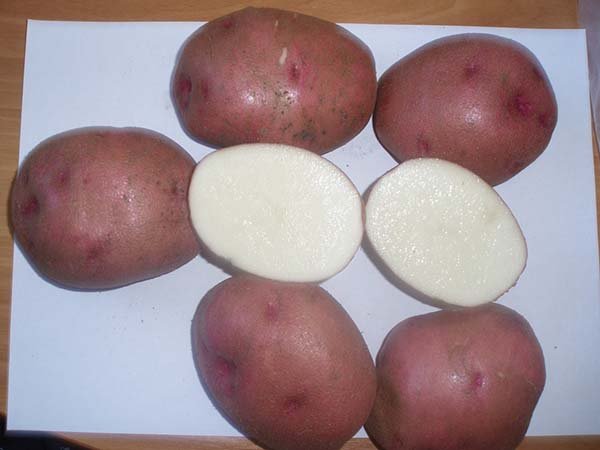 Сорти білого картоплі (з білою мякоттю): опису, характеристики і фото
