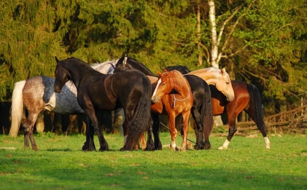 Парування коней: методи спариванияи і підготовка до процесу