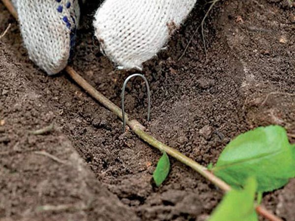 Способи посадки кизилу та догляд за рослиною