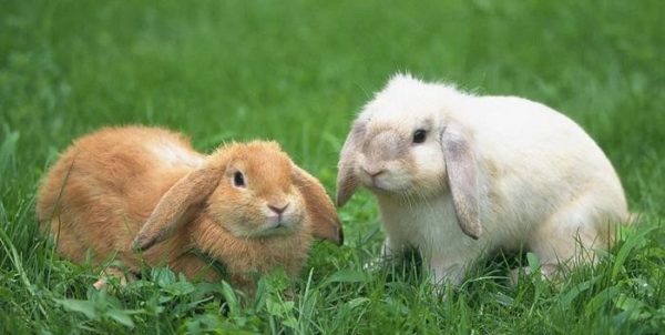 Стоп кокцид для кроликів: опис, інструкція по застосуванню