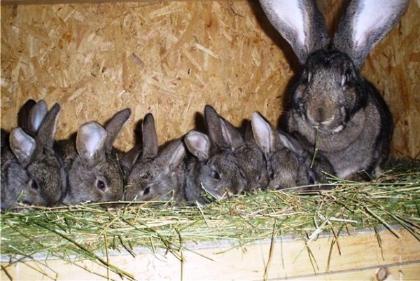 Стоп кокцид для кроликів: опис, інструкція по застосуванню