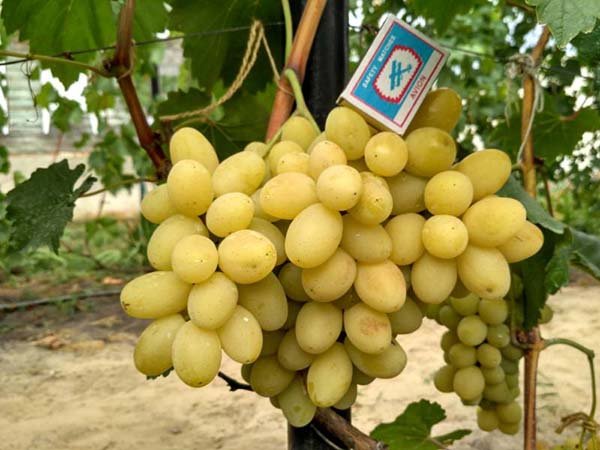 Топ 25 найкращих і популярних сортів винограду: їх опису, характеристики і фото