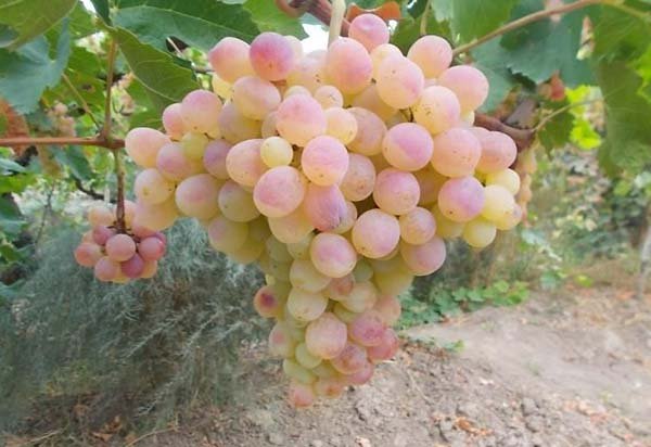 Топ 25 найкращих і популярних сортів винограду: їх опису, характеристики і фото