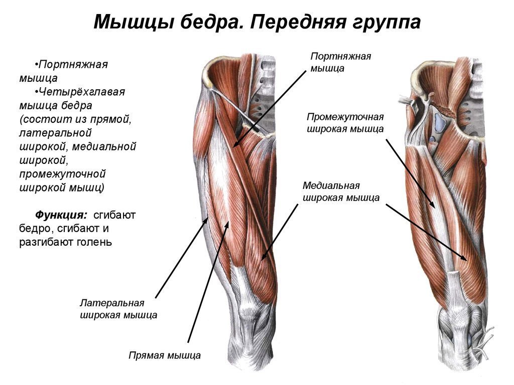 А также внутренней поверхности. Передняя группа мышц бедра строение. Передняя группа мышц бедра четырехглавая. Четырехглавая мышца бедра (квадрицепс). Строение четырехглавой мышцы бедра.