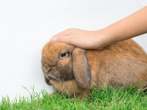 У кролика відмовили задні лапи: що робити, можливі причини