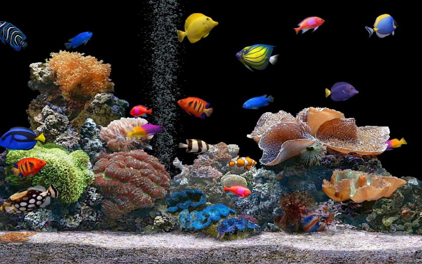 Види і сумісність акваріумних рибок. ТОП 5 найпопулярніших риб для початківців + 165 ФОТО