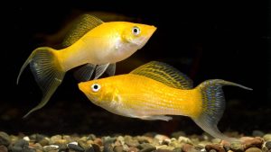 Види і сумісність акваріумних рибок. ТОП 5 найпопулярніших риб для початківців + 165 ФОТО