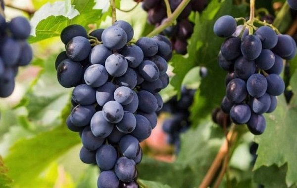 Виноград — що ж це насправді, фрукт або ягоду?